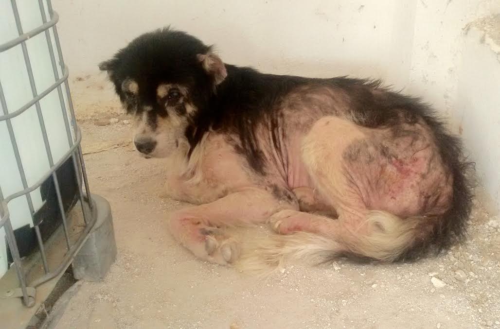 O Steve πριν τη θεραπεία